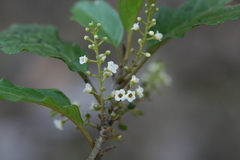 Maesa indica